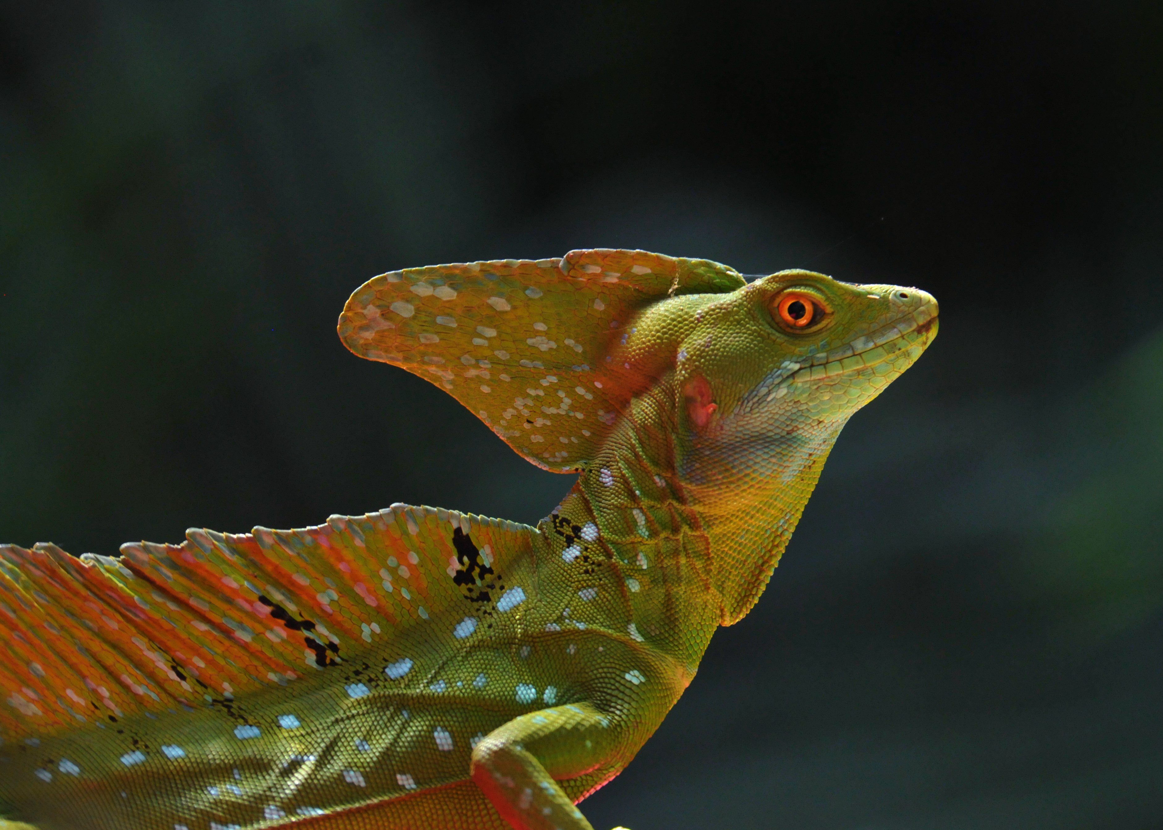 A Basilisk lizard lounges along the Tortuguero River in Costa Rica. Photo by Derek Stoner.
