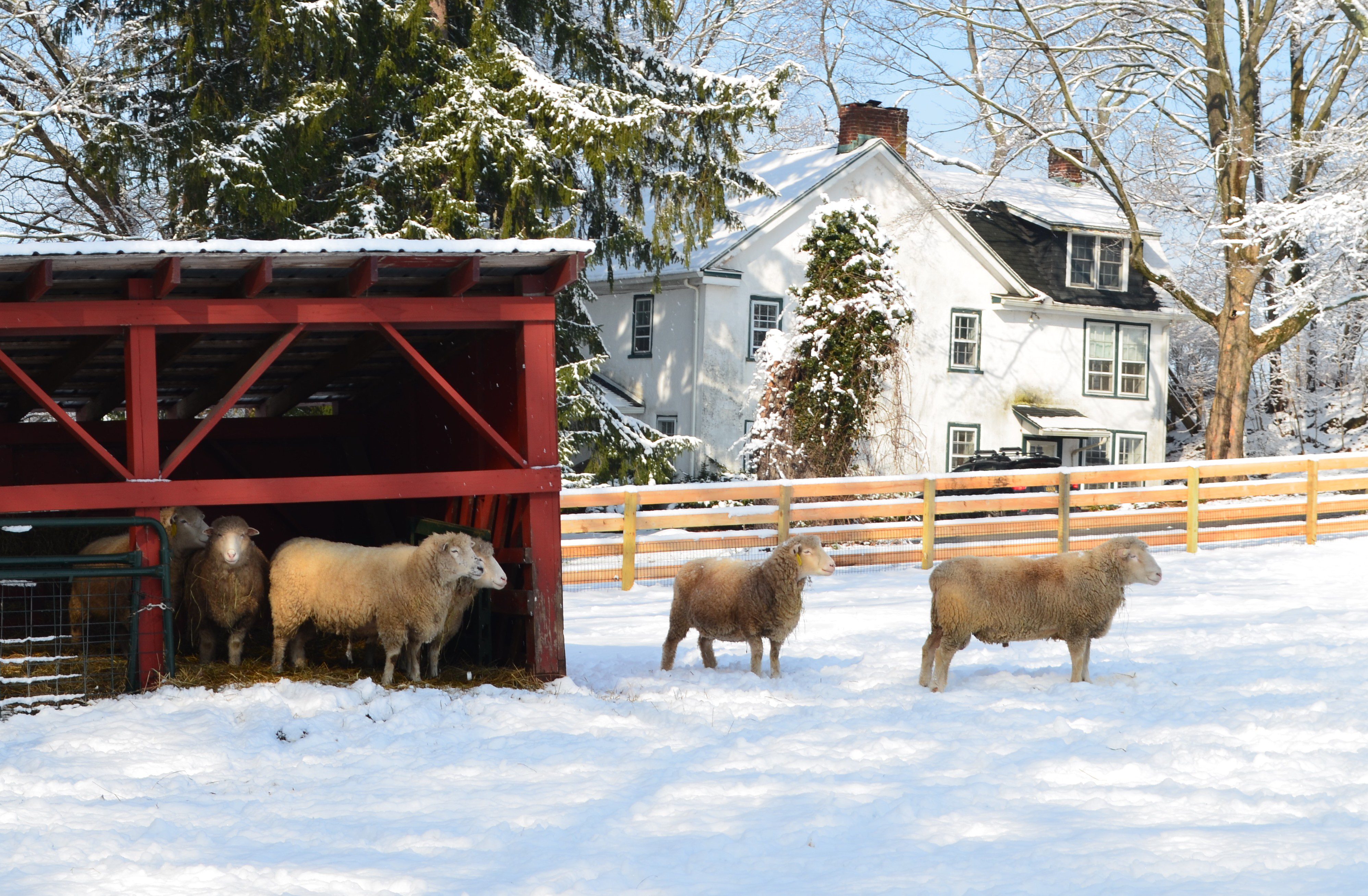 Sheep on the "snow trail" at Coverdale Farm Preserve.