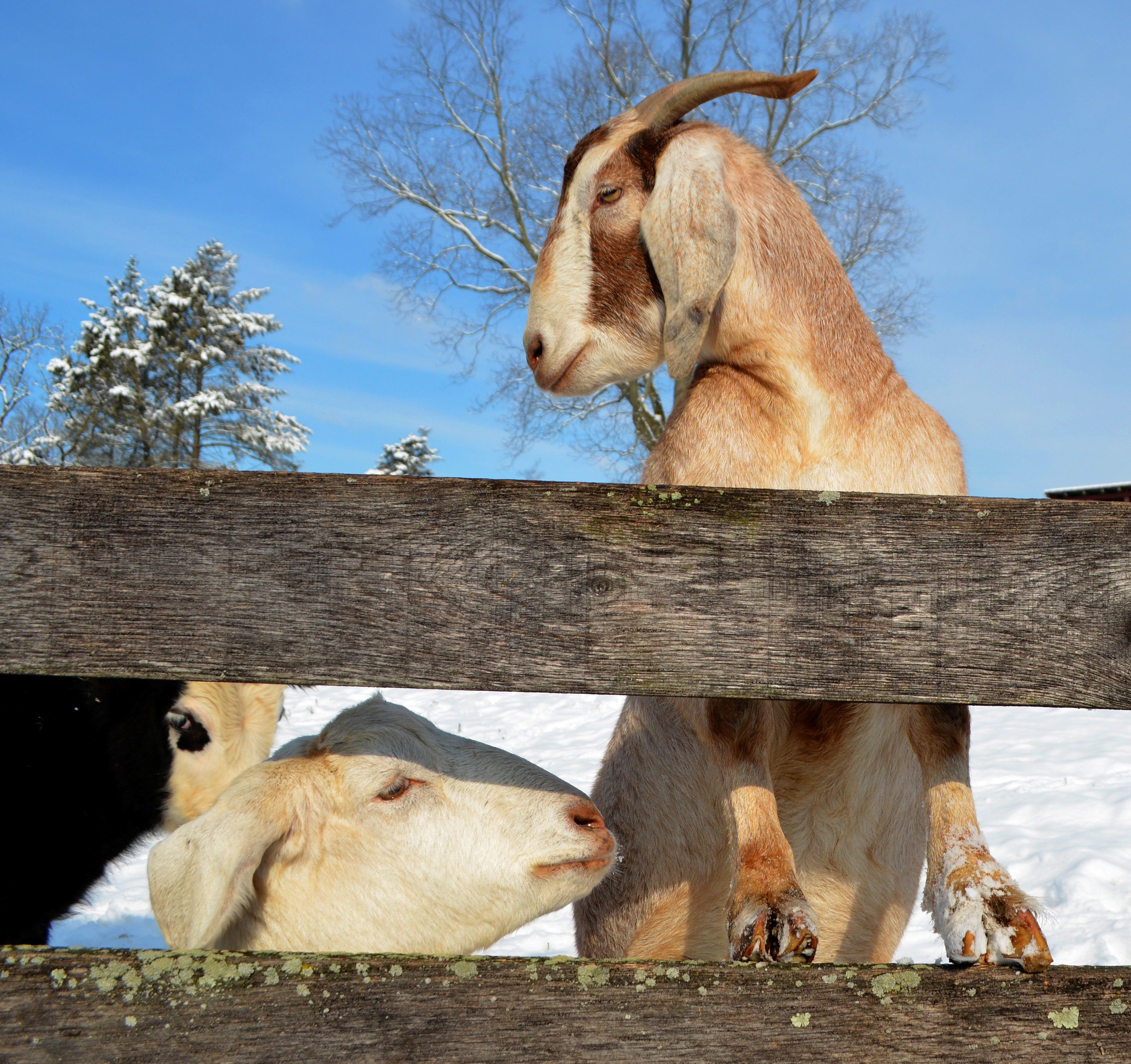 Goats at Coverdale Farm Preserve.