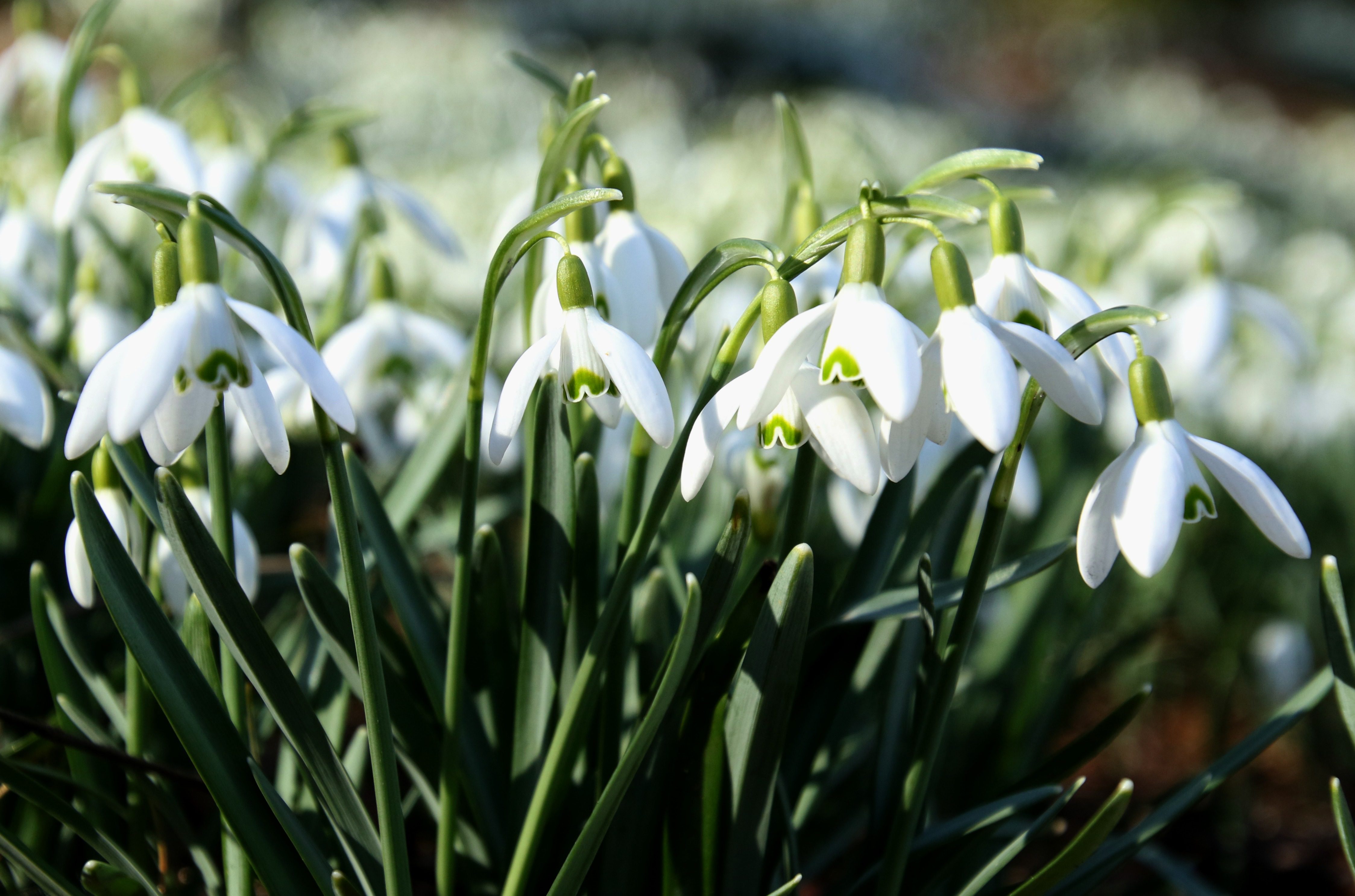 Clusters of Snowdrops-- a non-native wildflower- are emerging as the weather warms. Photo by Hilary Stoner.