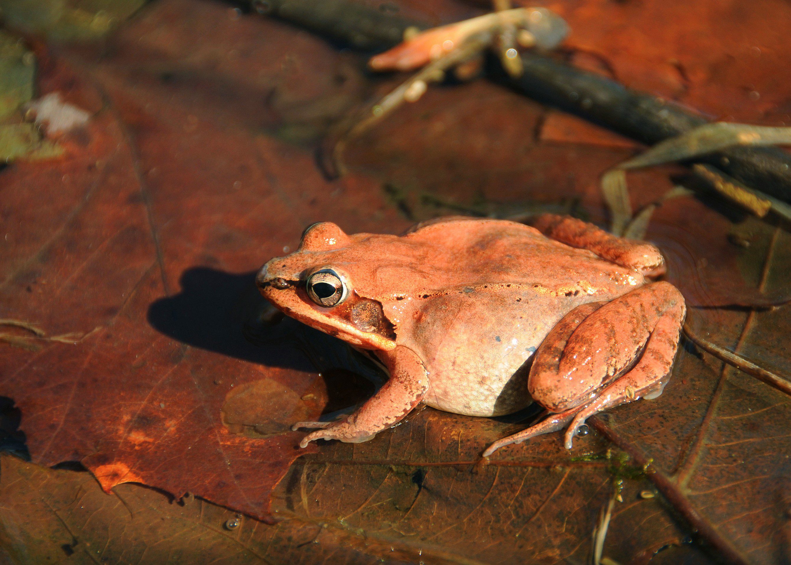 A male Wood Frog makes his way to the breeding pools near the Ashland Marsh. Photo by Derek Stoner.