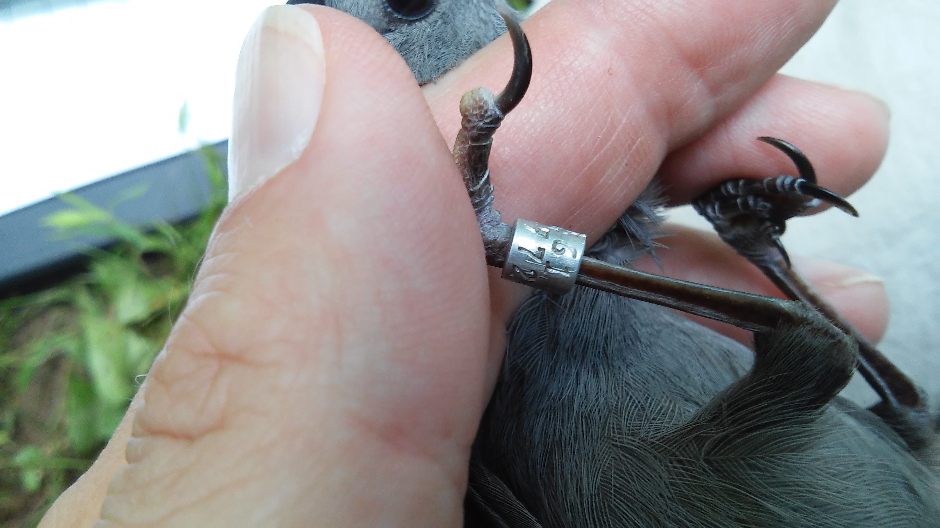 The number on this metal leg band showed that this Gray Catbird was banded the previous year.