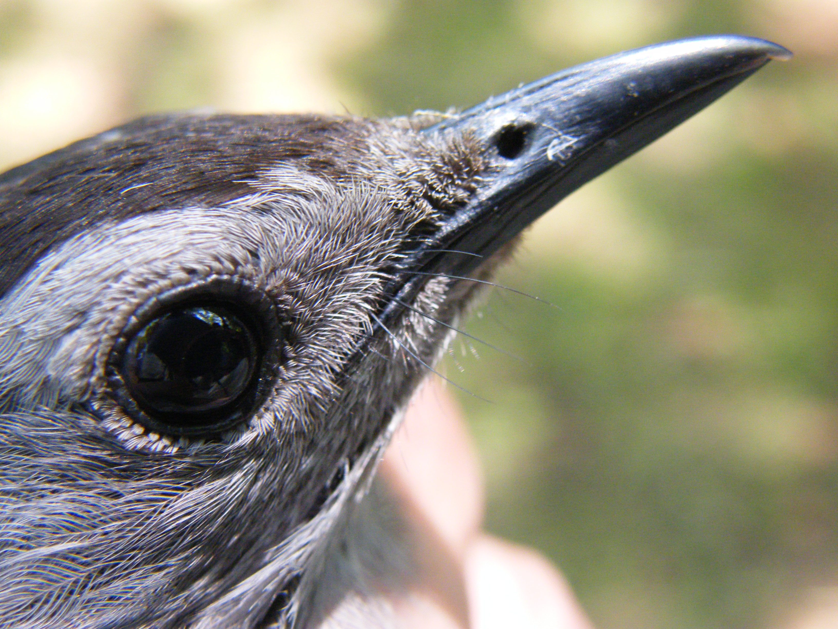Four rictal bristles can be seen at the base of this Gray Catbird's bill.