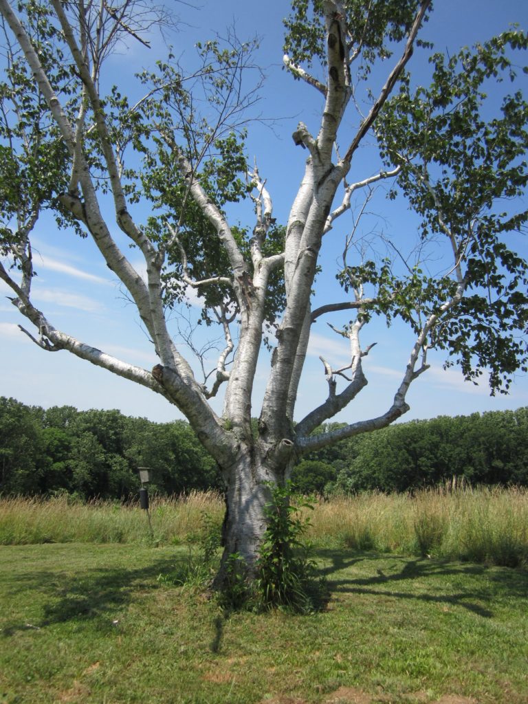 Gray Birch, Coverdale Farm Preserve