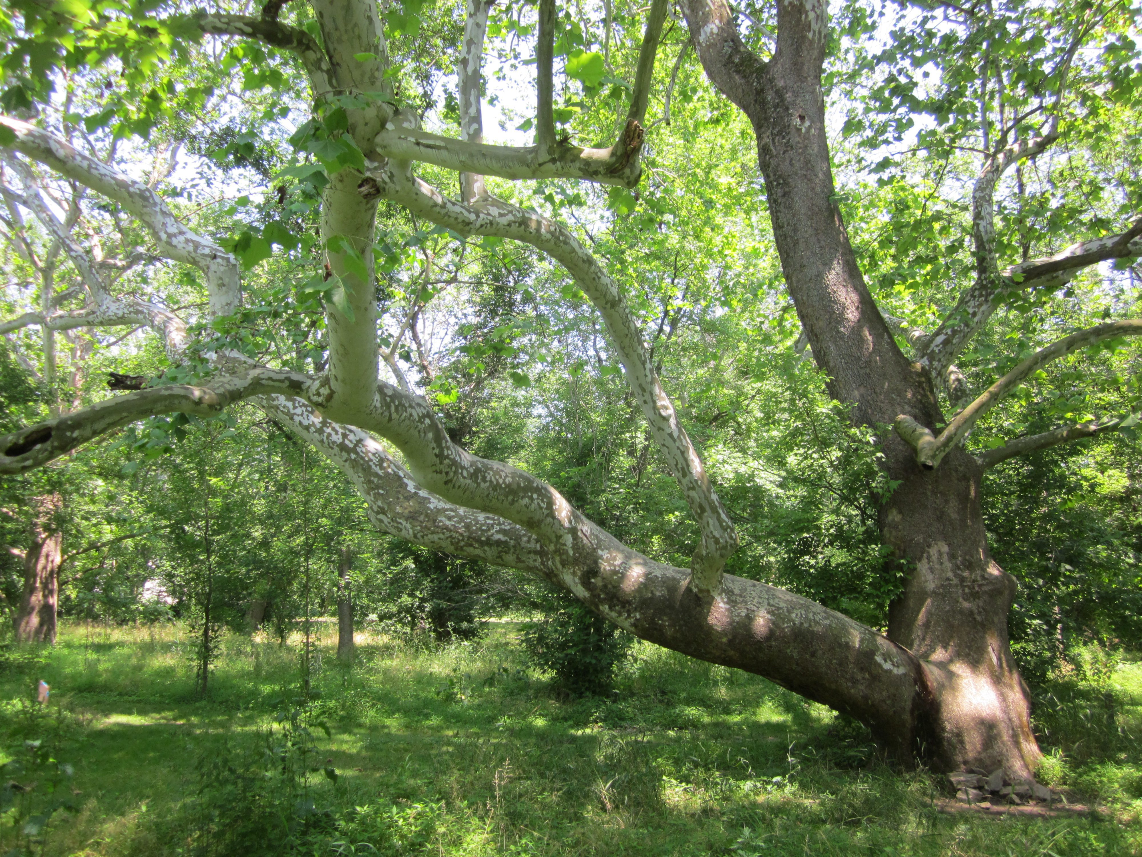 American Sycamore, Ashland Nature Center