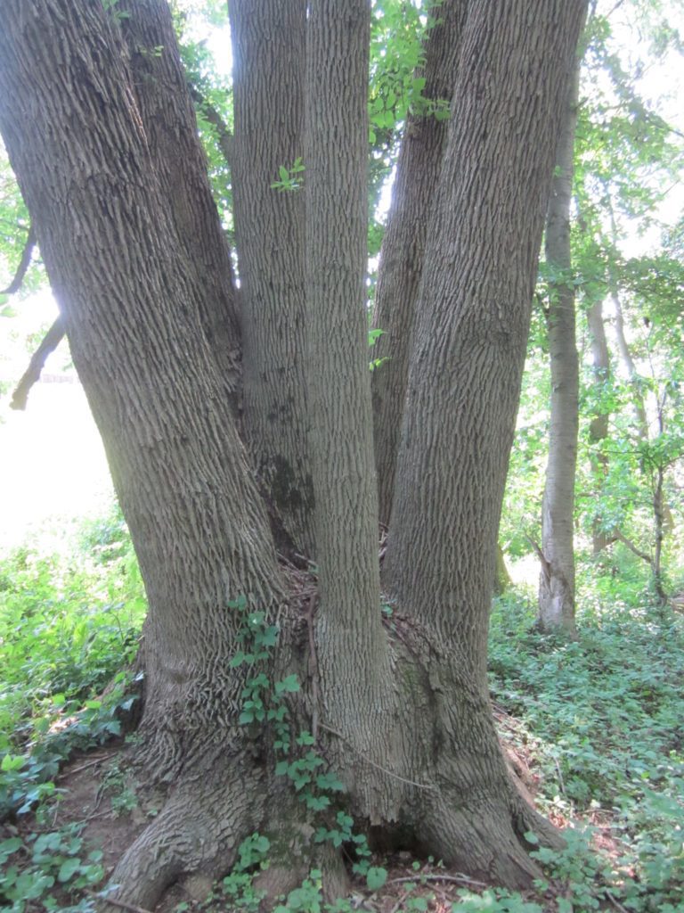 Bitternut Hickory with Six Trunks, Coverdale Farm Preserve