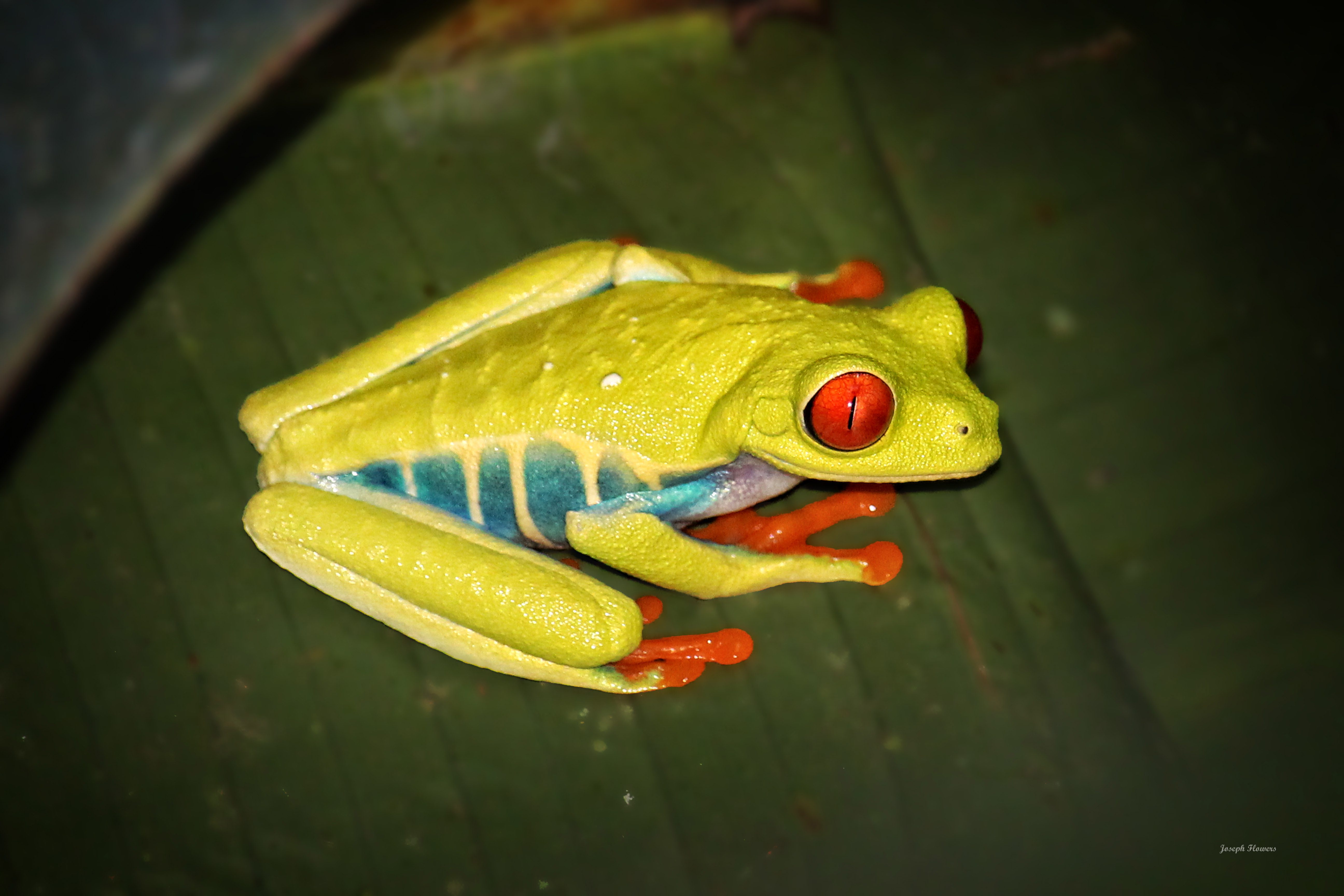 A Red-eyed Tree Frog dazzles with colors when illuminated by a flashlight, as it hunts at night for insect prey in the Costa Rican rainforest. Photo by trip participant Joe Flowers.