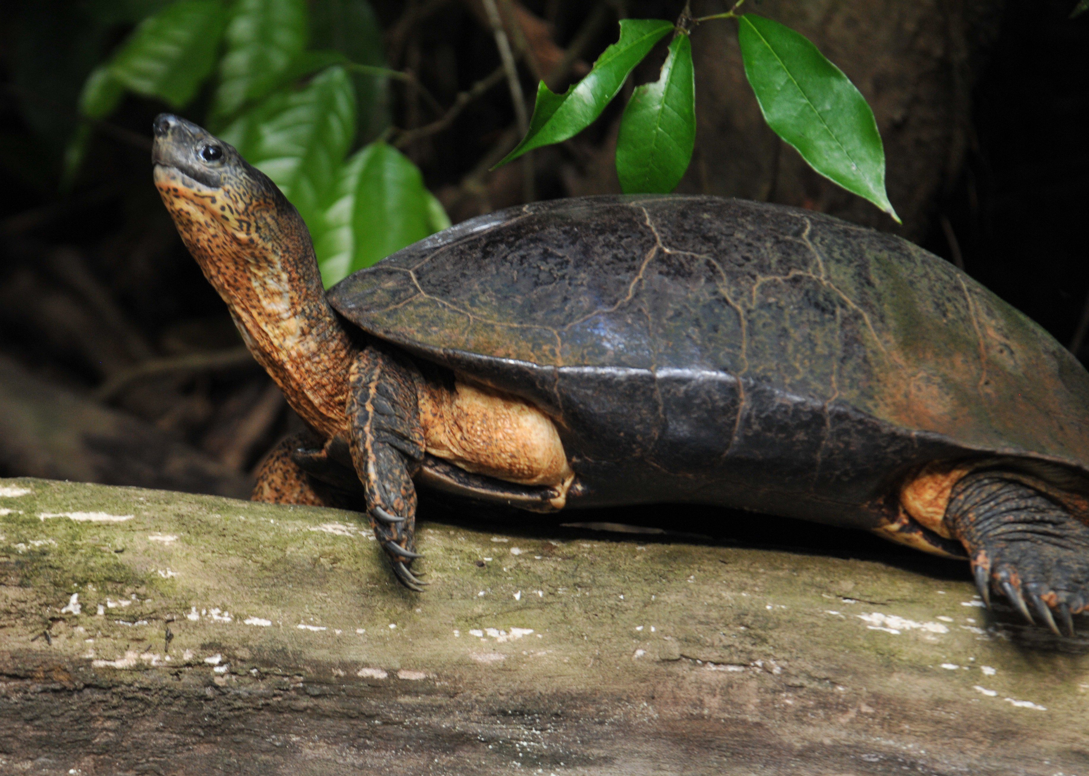 The reclusive Black River Turtle, found only in a small region of Costa Rica, basks on a river-side log. Photo by Derek Stoner.