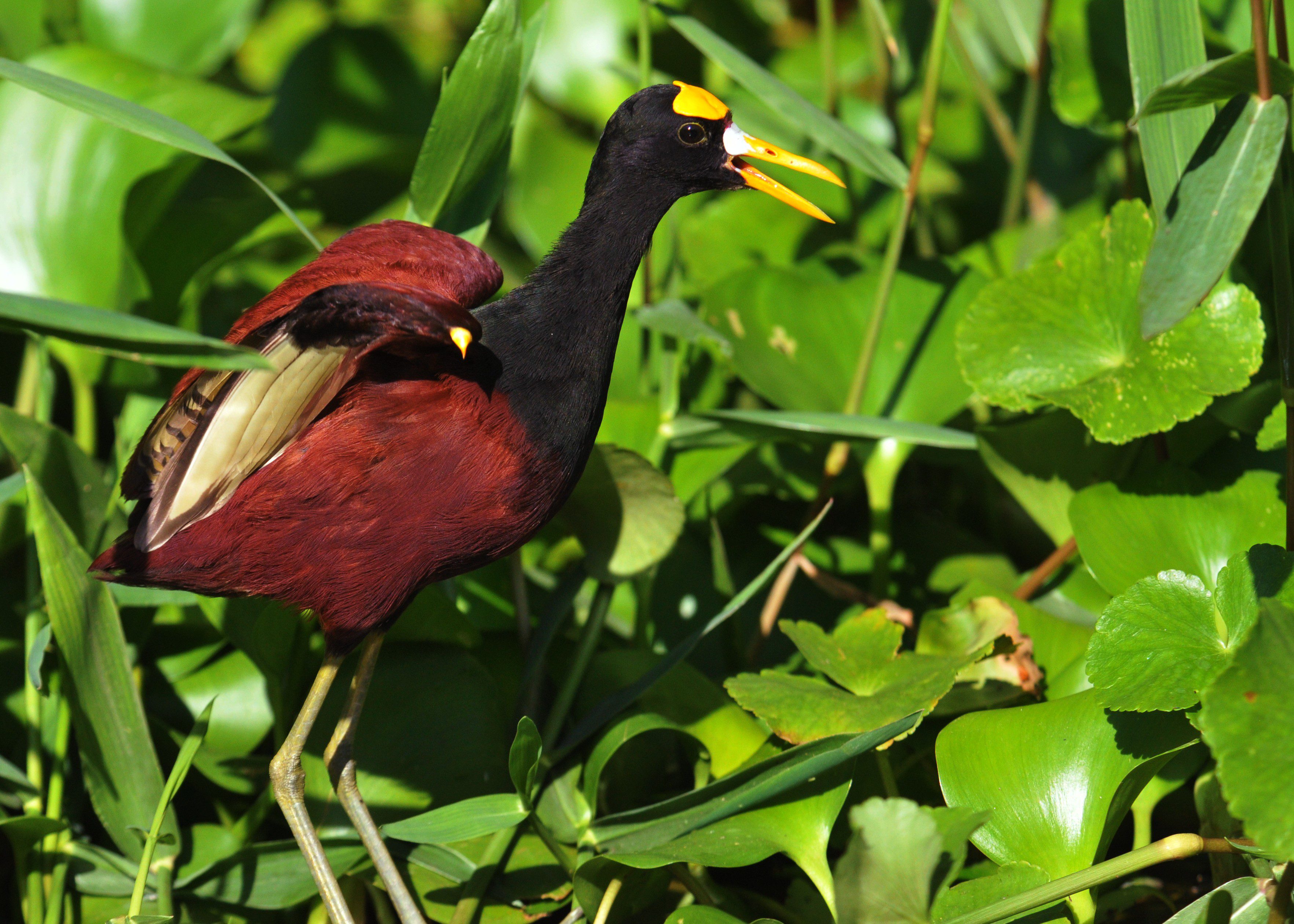 A male Northern Jacana displays for the female while dancing across a bed of Water Hyacinths. Photo by Derek Stoner.