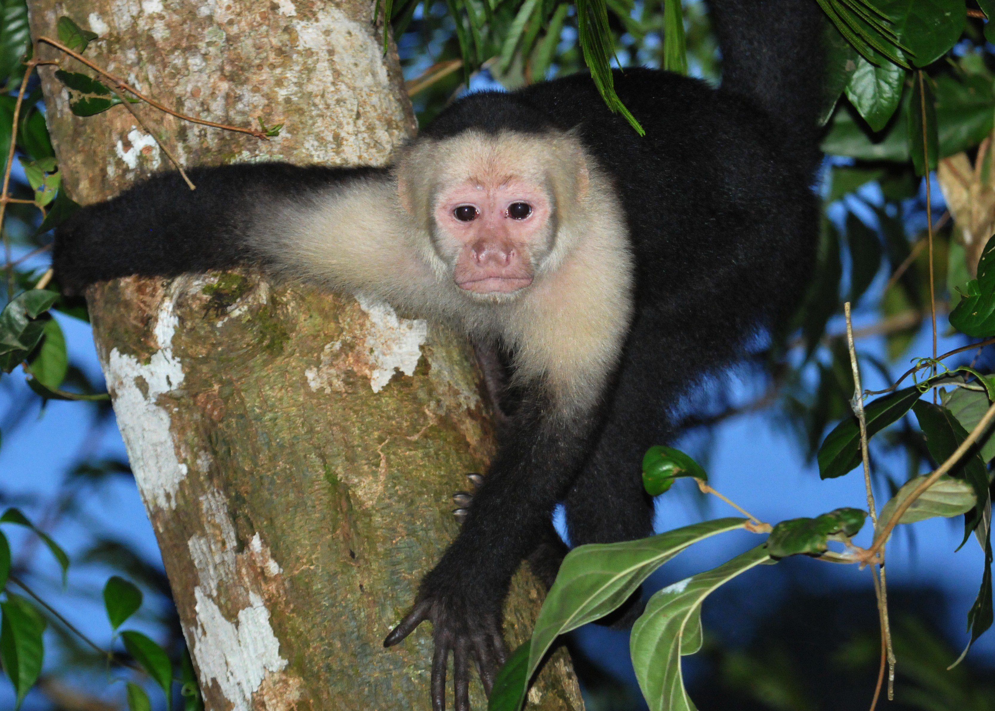A White-faced Capuchin monkey prepares to leap from the tree towards the onlookers. Photo by Derek Stoner.