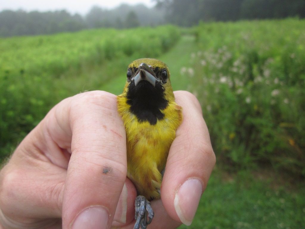 1st Year Male Orchard Oriole