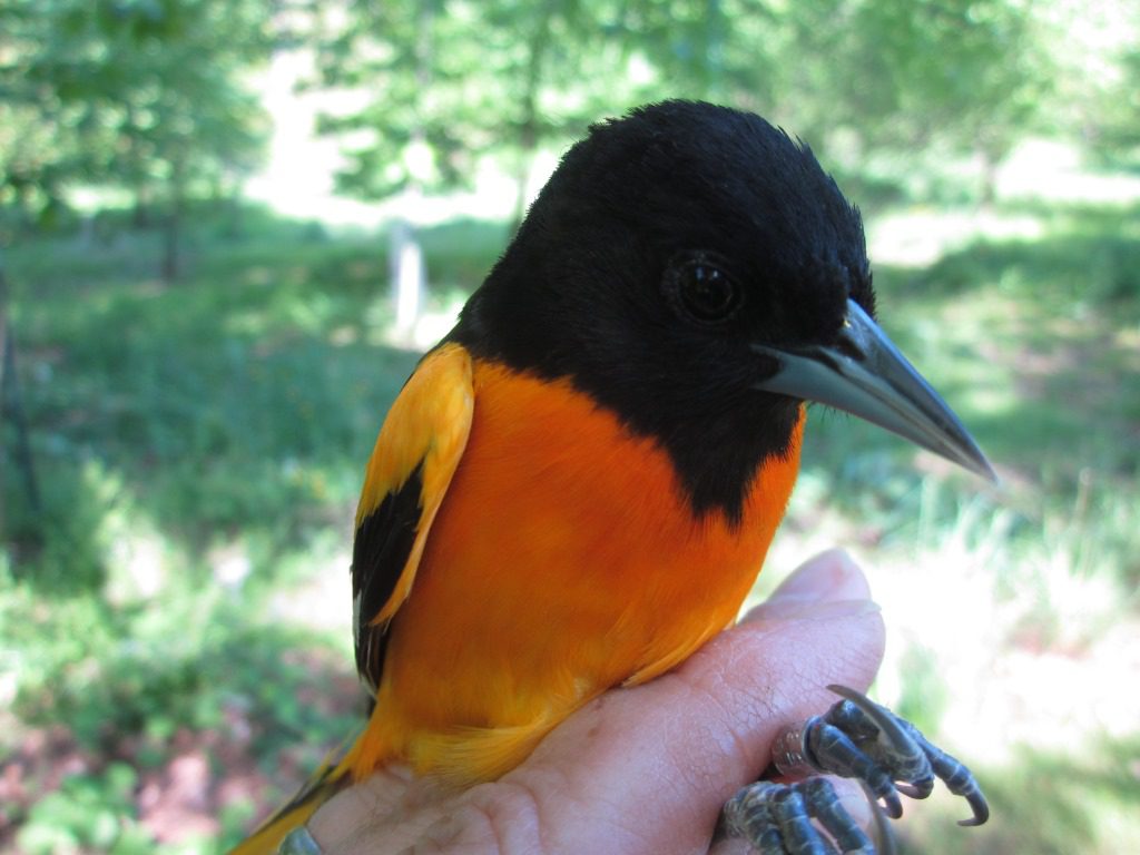 Deep orange breast of the male Baltimore Oriole