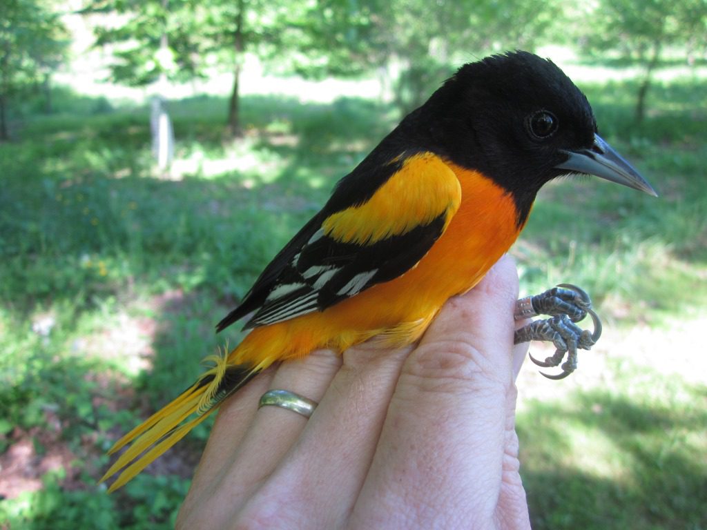 Male Baltimore Oriole