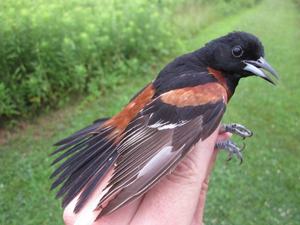 Male Orchard Oriole