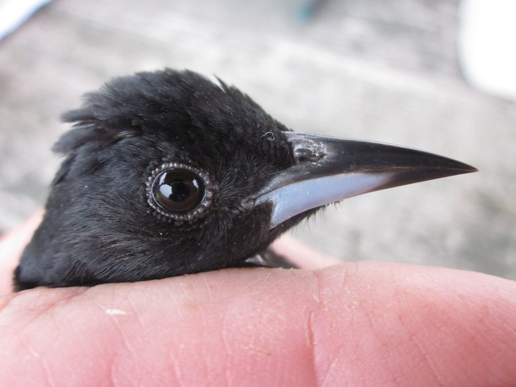 Blue lower beak of male Orchard Oriole