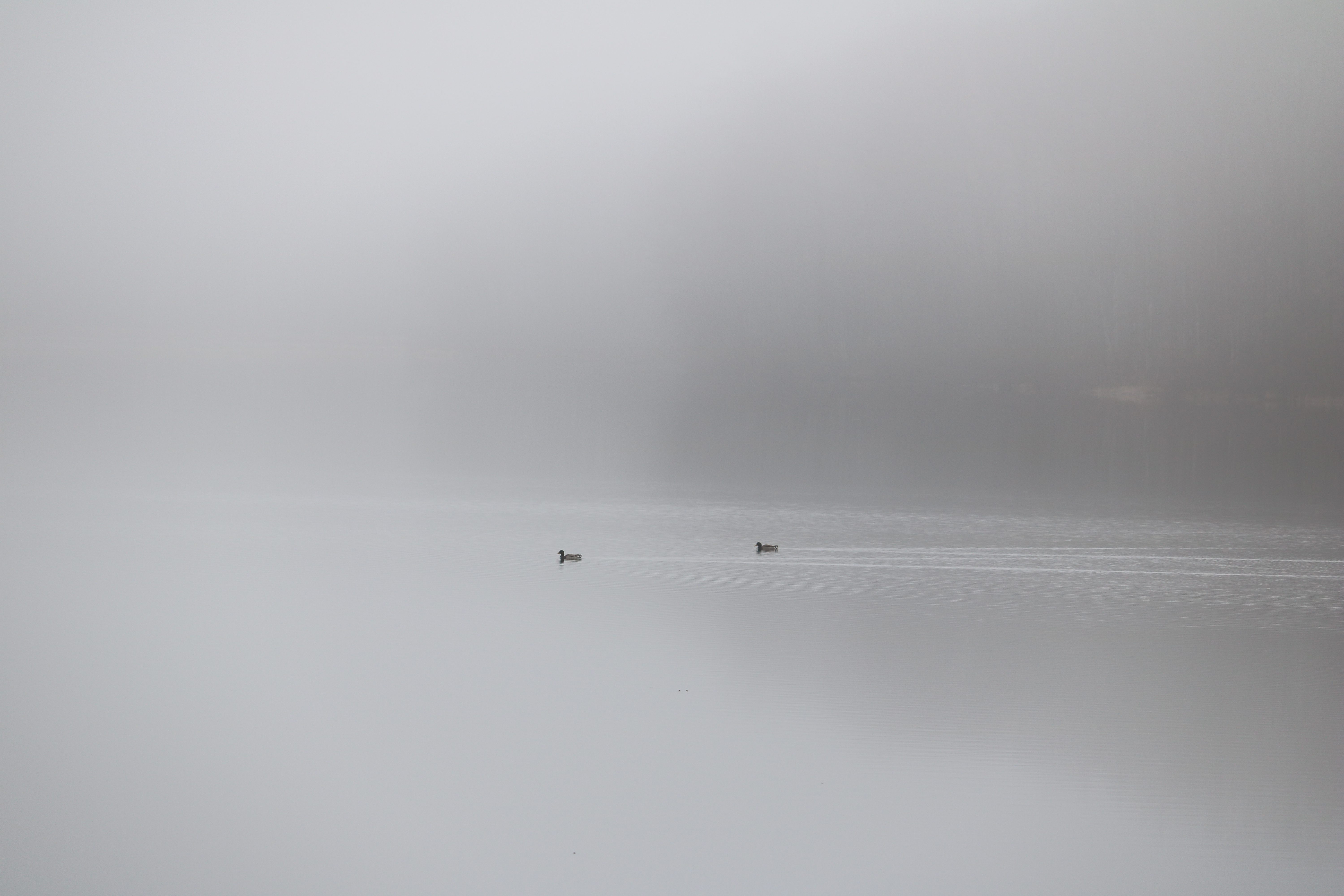 Mallards on a foggy Hopewell Lake. Photo by Hannah Greenberg.
