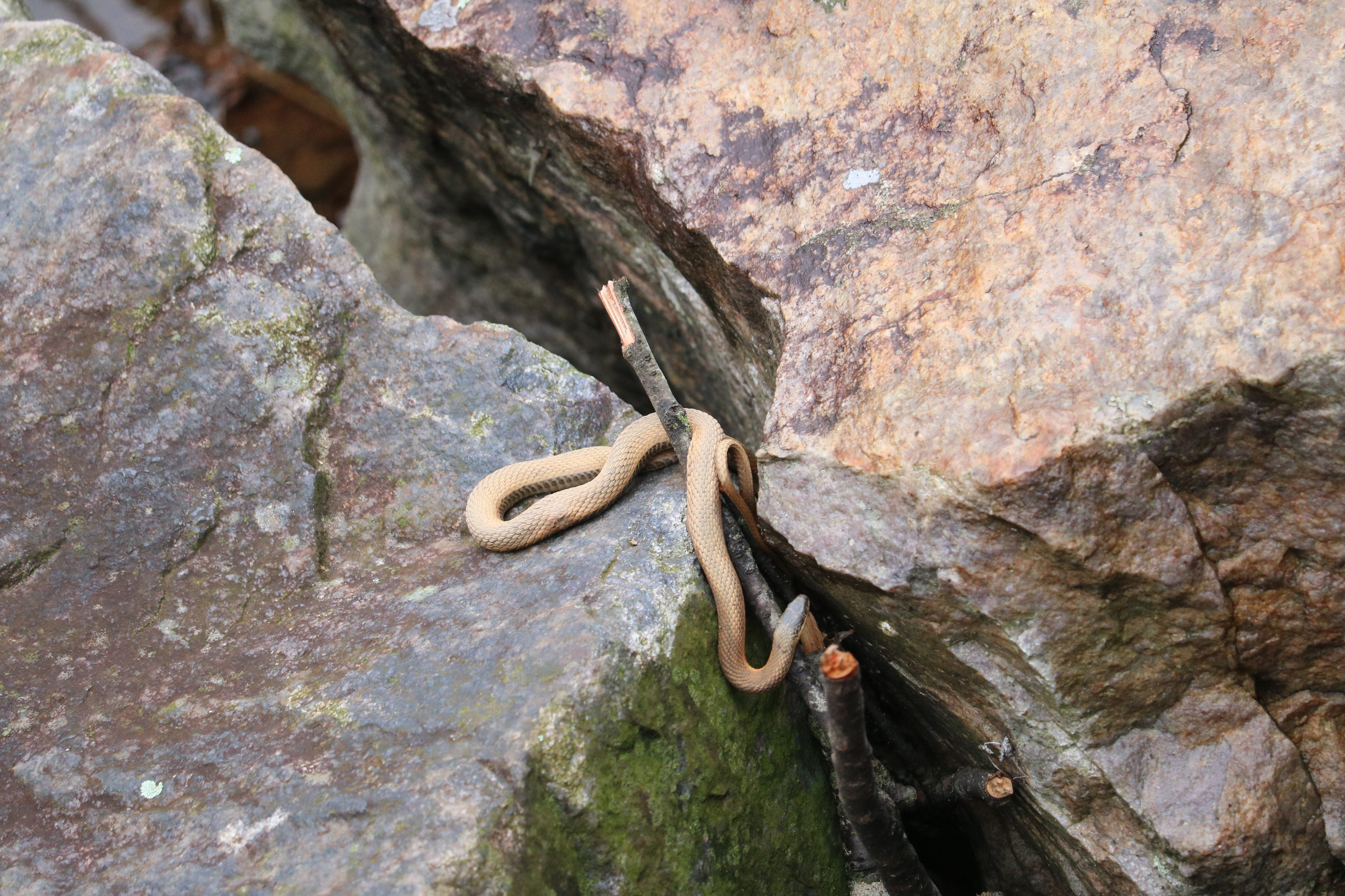 Northern water snake. Photo by Carrie Scheick.