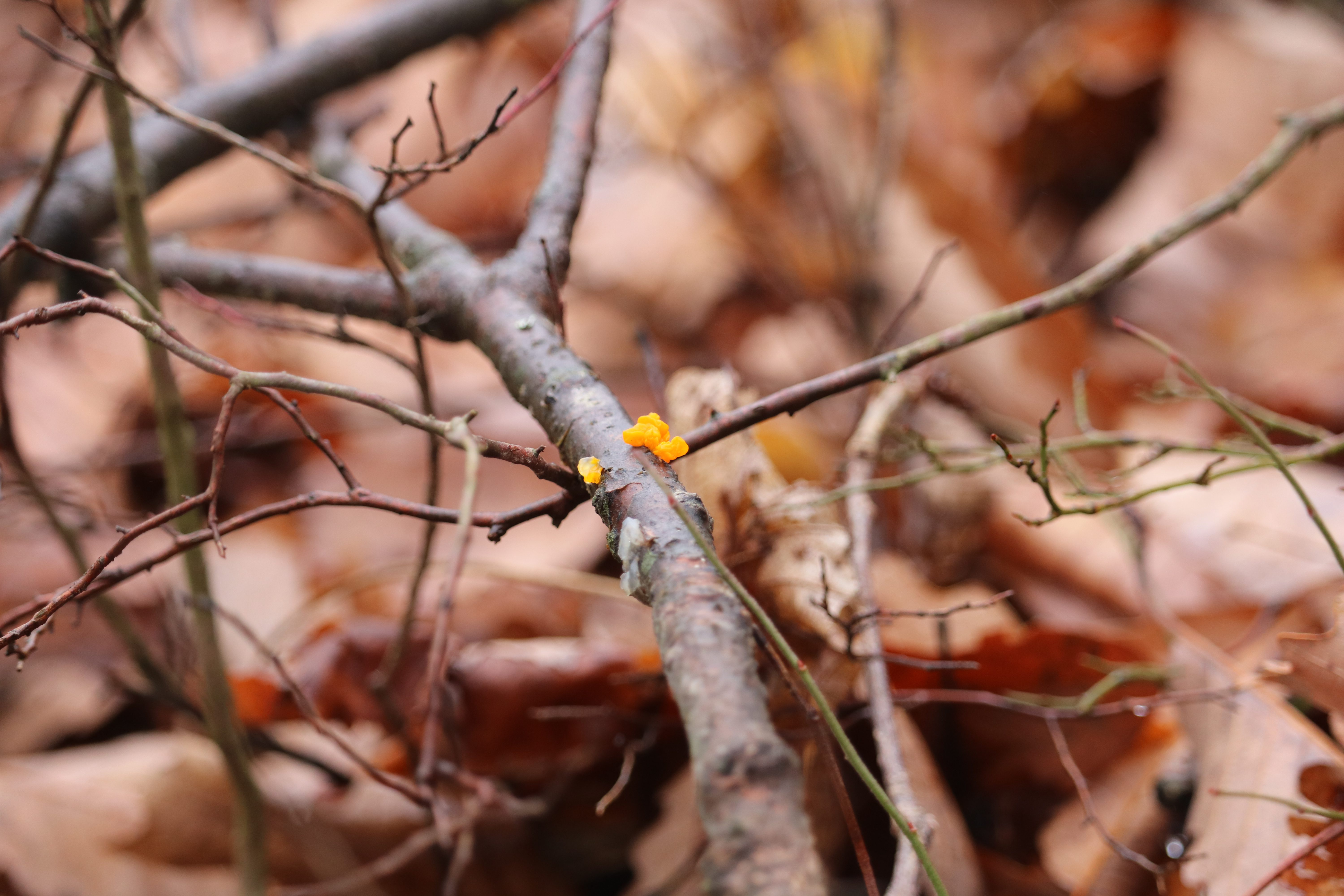 Check out the bright orange color of Witch’s butter fungus. Photo by Hannah Greenberg.