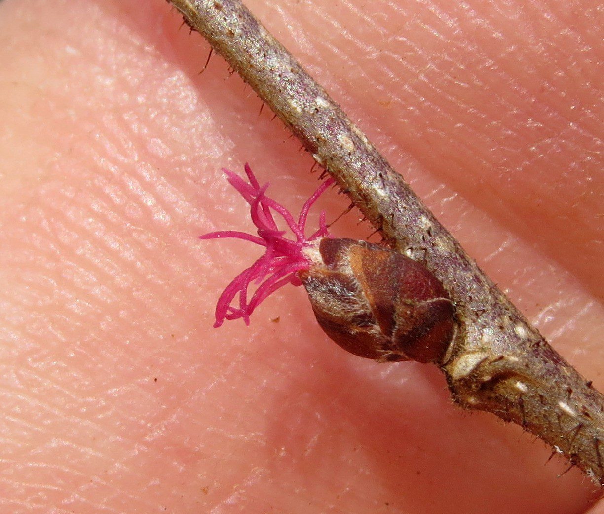 The small, red female flower of the American Hazelnut is in bloom, but you have to look closely to find it!