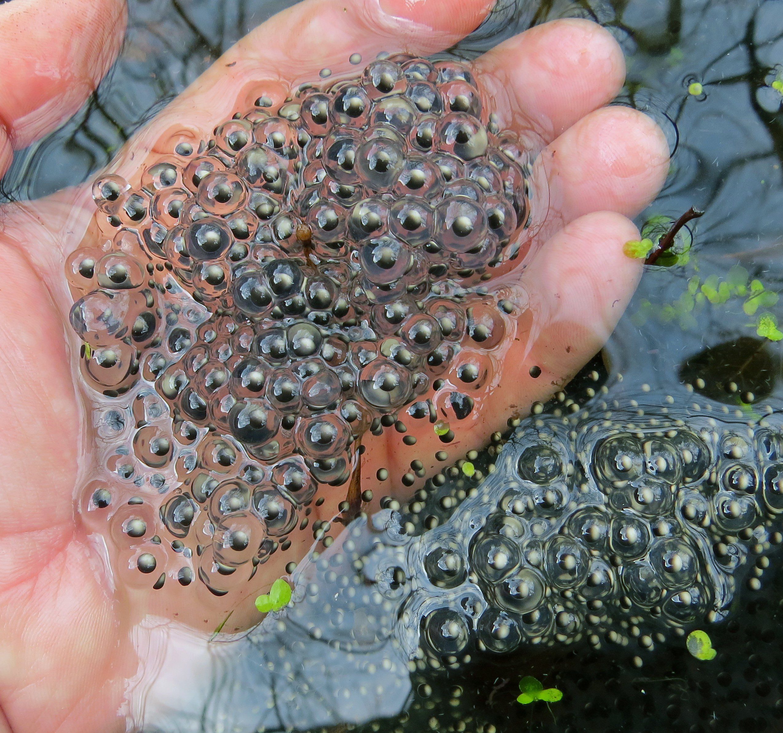 Once a male and female Wood Frog find each other, she will lay eggs such as these, and the male will fertilize them.