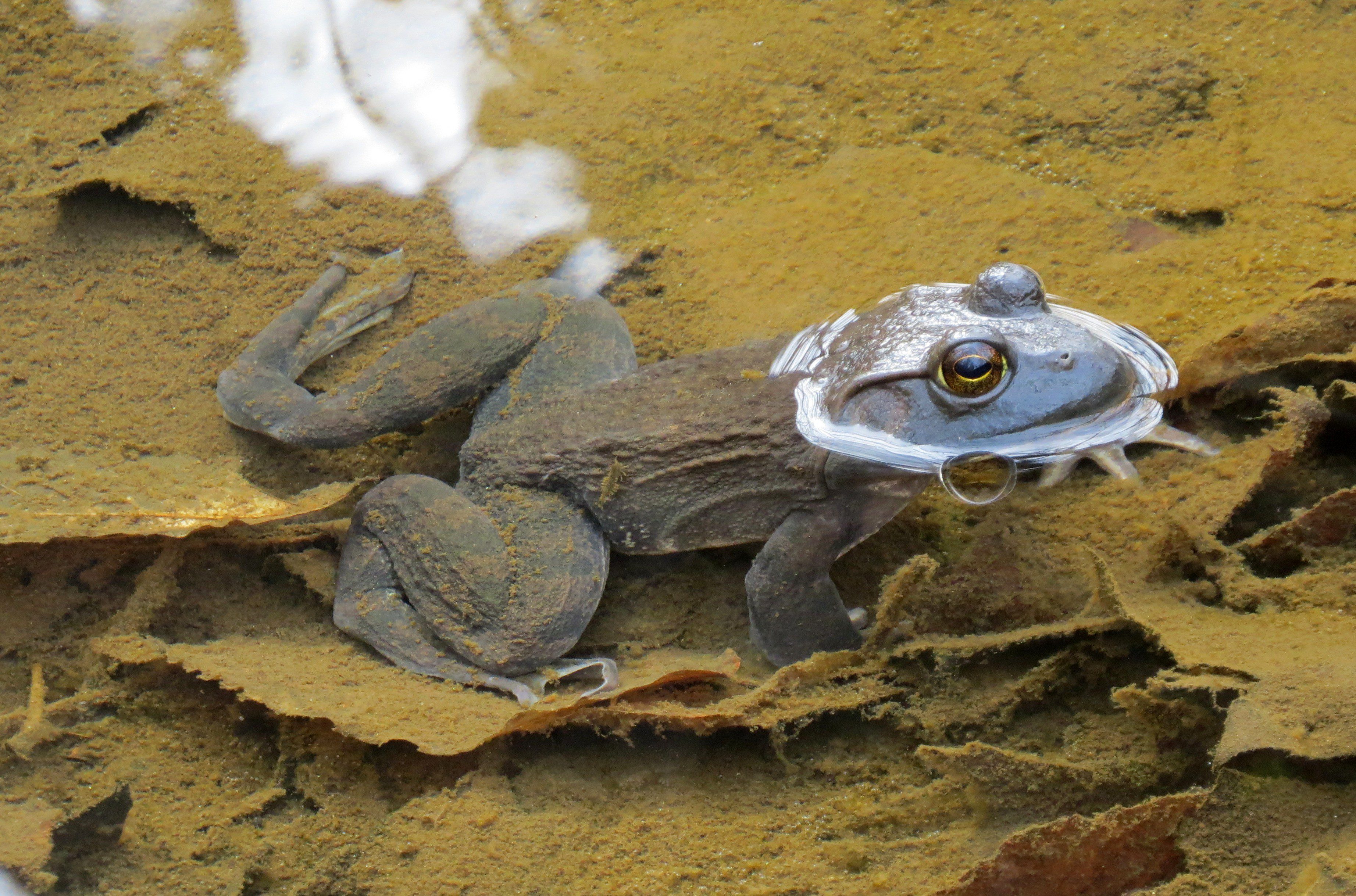 Although the American Bullfrog won't lay eggs until later in spring, I was surprised to see one surveying the scene at Ashland on this warm 1st day of March.