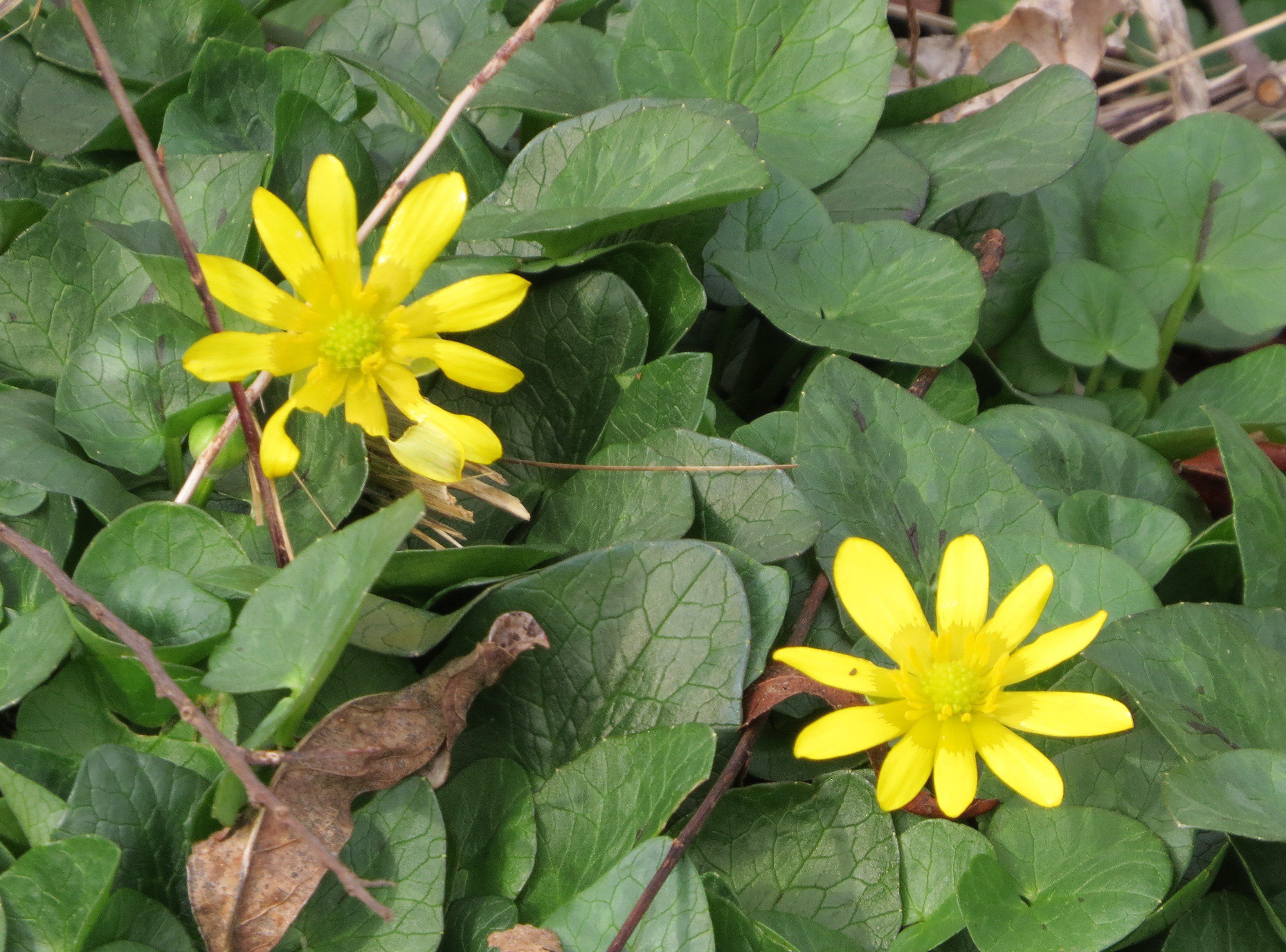 Lesser Celandine is blooming along the Red Clay Creek at Ashland right now. Unfortunately, it is a non-native, invasive species that is devastating wildflower diversity along waterways in our area by smothering the native wildflowers.