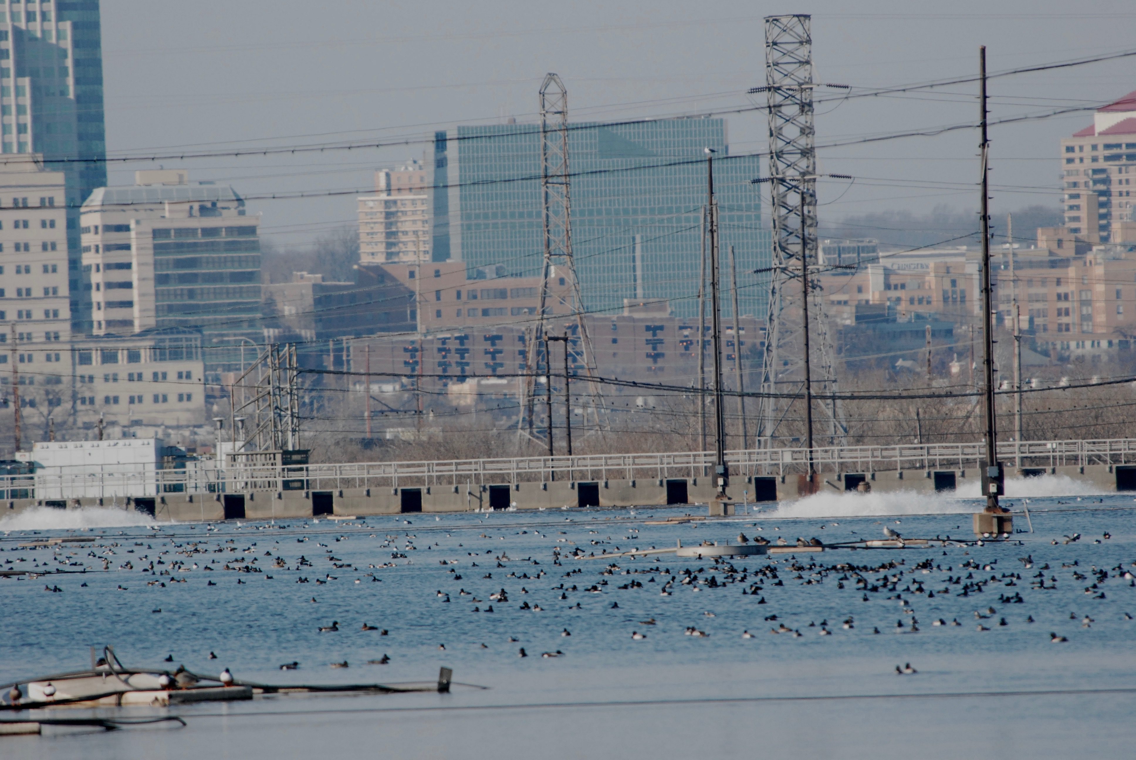 Waterfowl floating on the polishing ponds