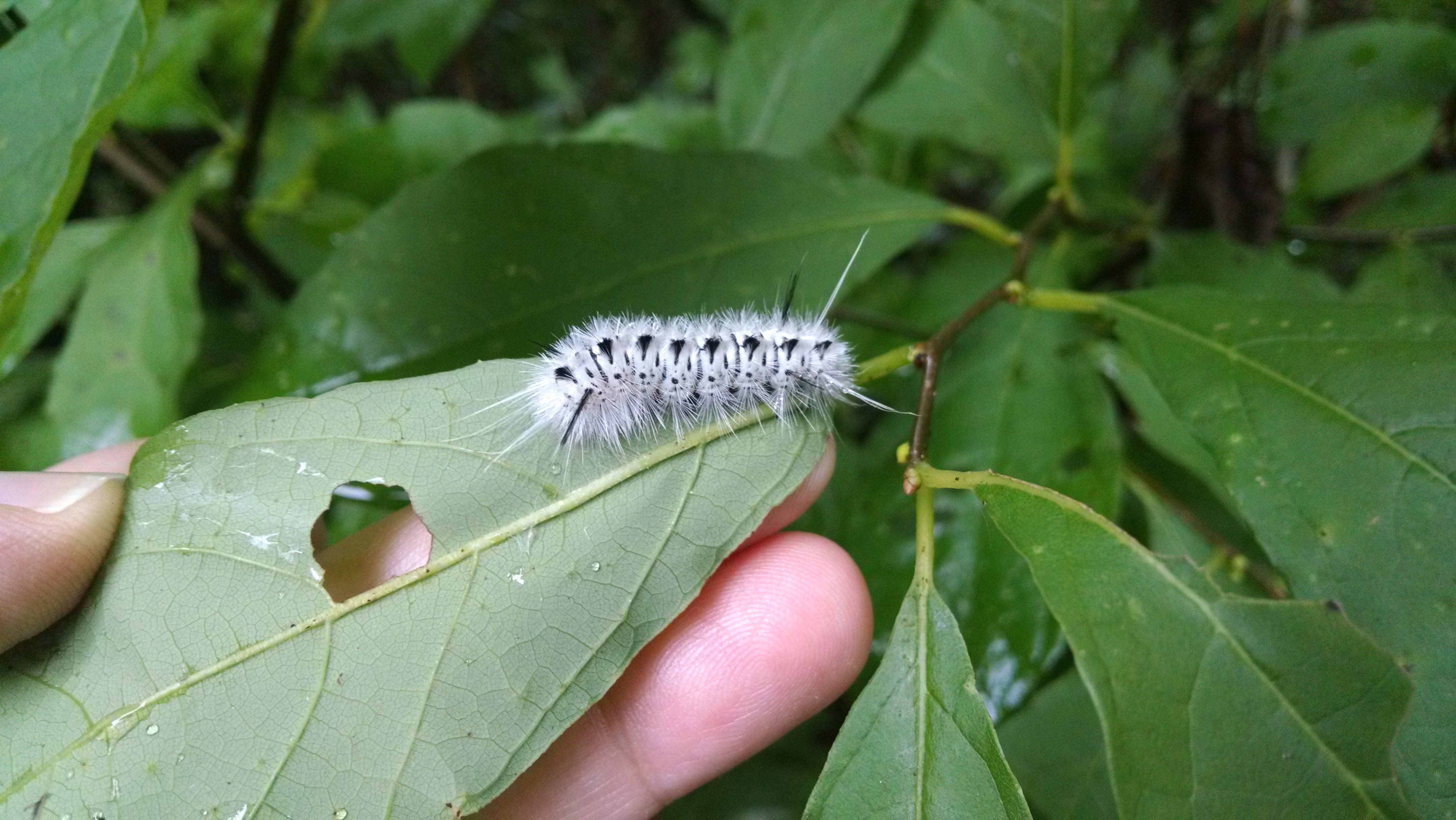 Hickory Tussock Moth