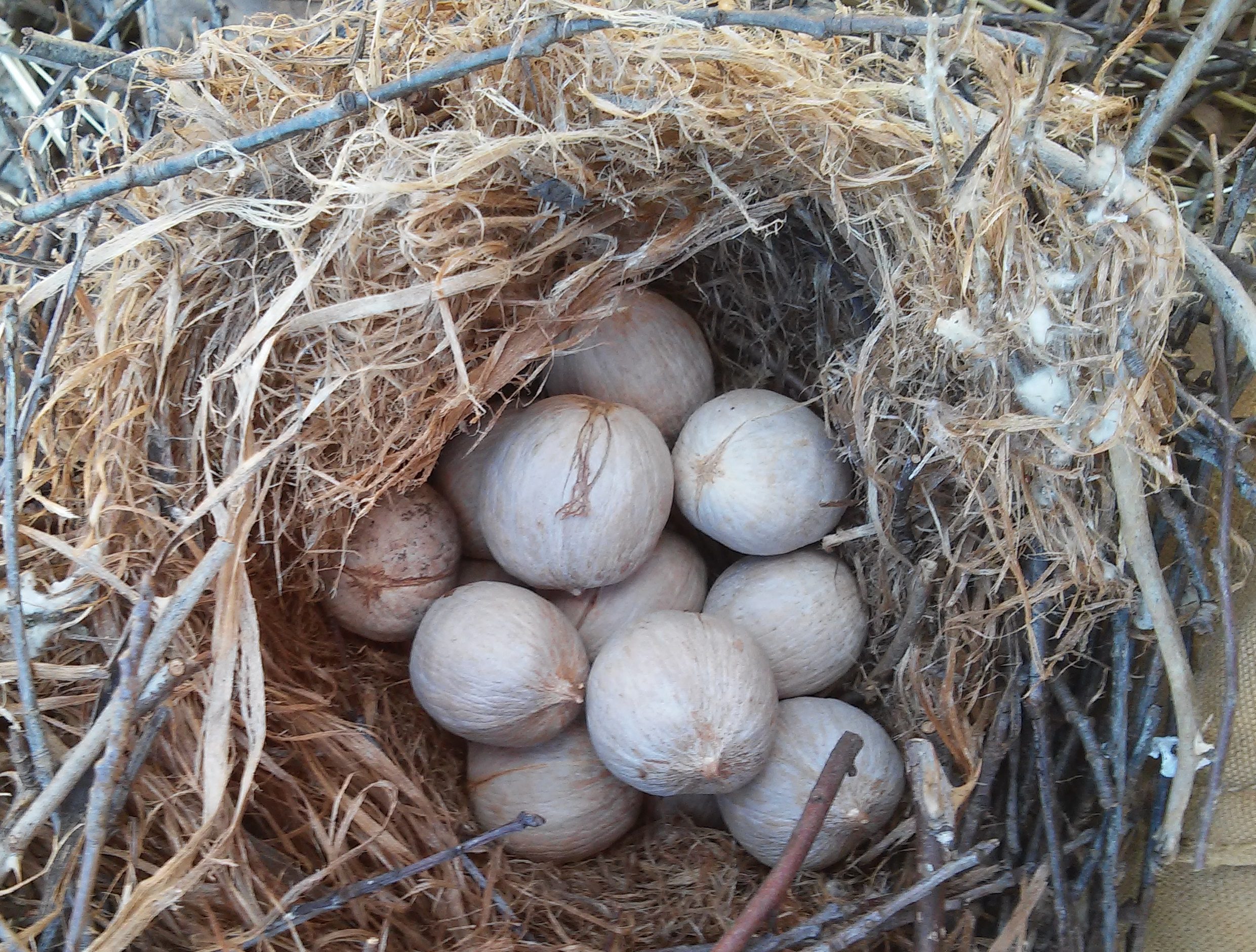 Hickory nuts cached in this nest box by a flying squirrel