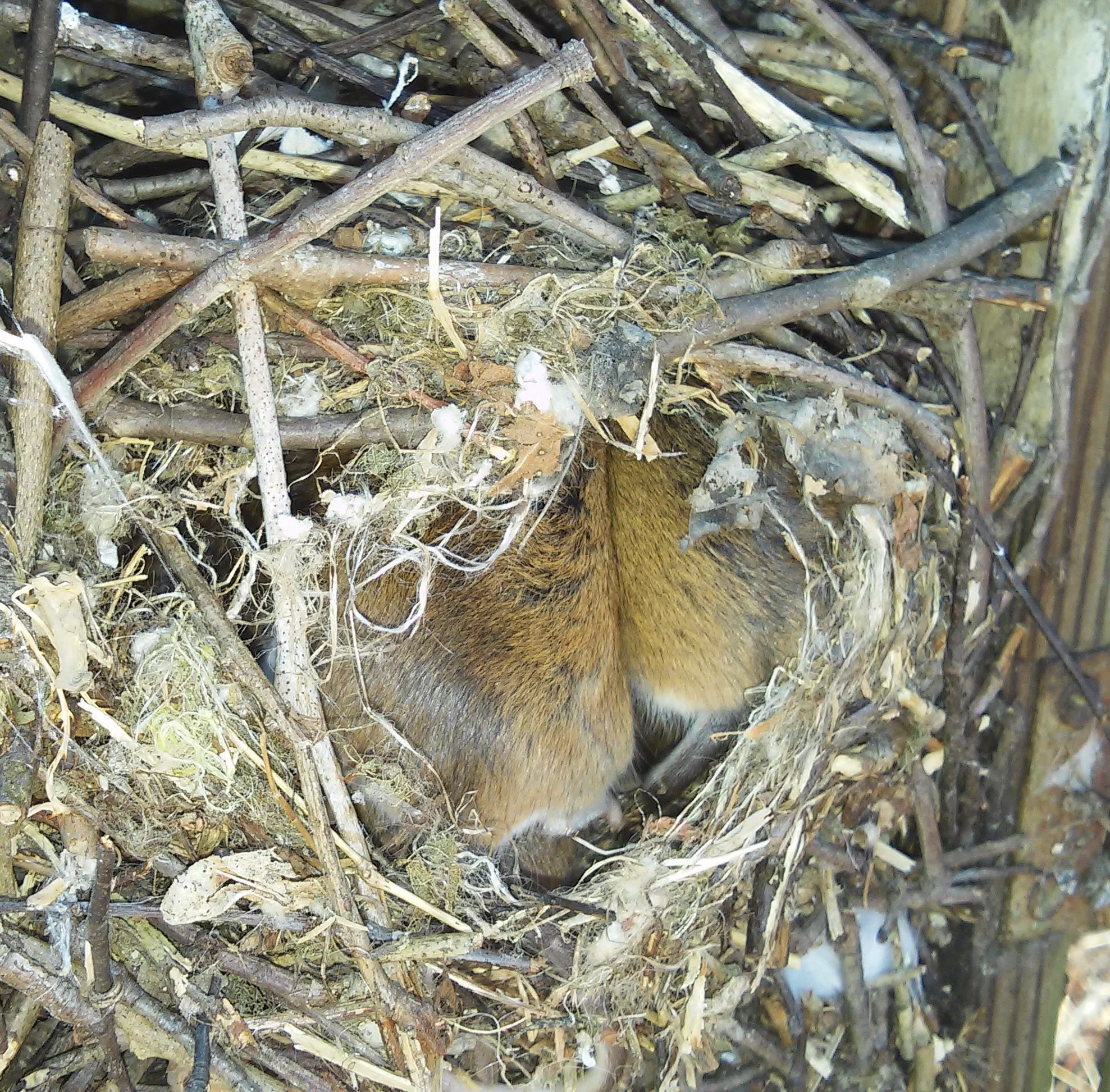 Two deer mice fast asleep in this box