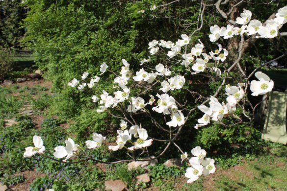 Flowering dogwood in bloom