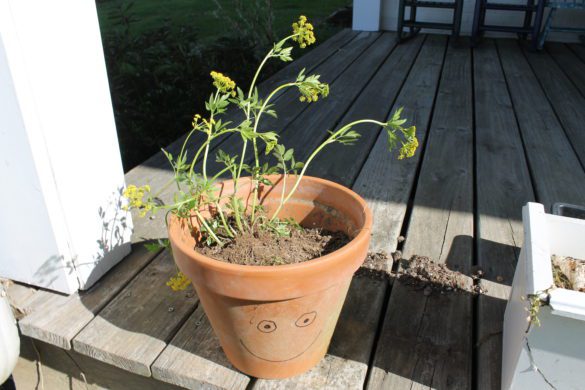 The same pot with a golden Alexander!