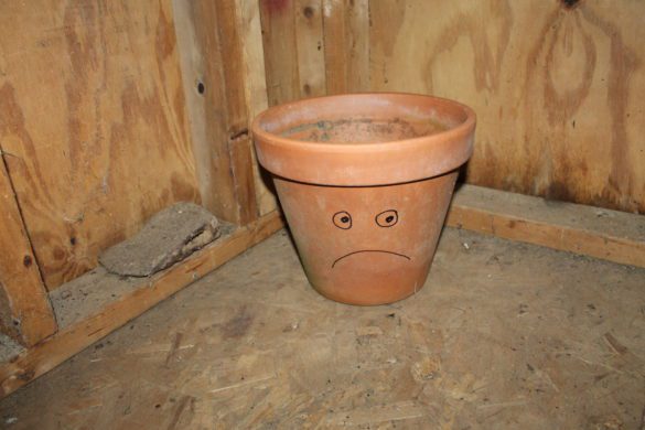 An unused pot