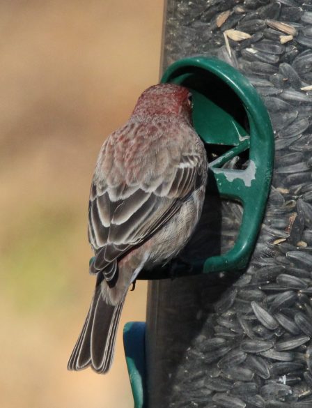 House Finch tail