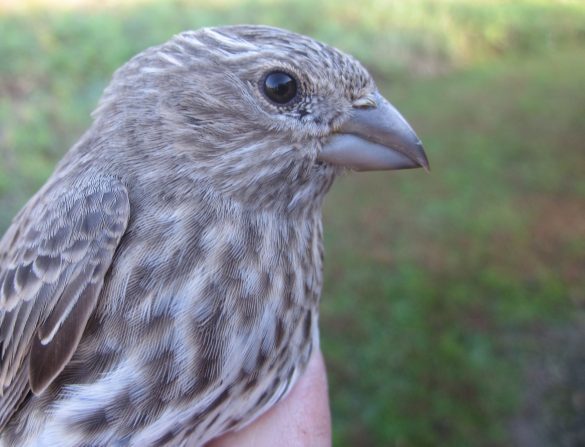 Female House Finch face showing plainness