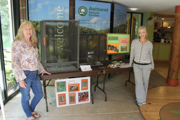 Monarch rearing cages and information