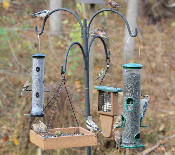 Multiple species of birds eating from bird feeders