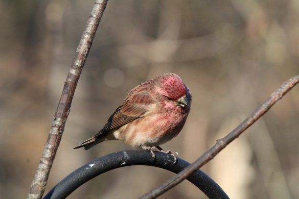 Pink crown color of a male Purple Finch