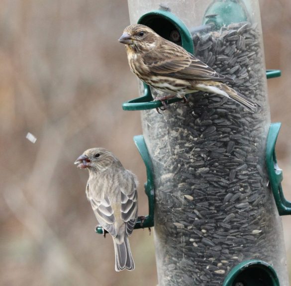 Purple Finch (top) and female House Finch (below)