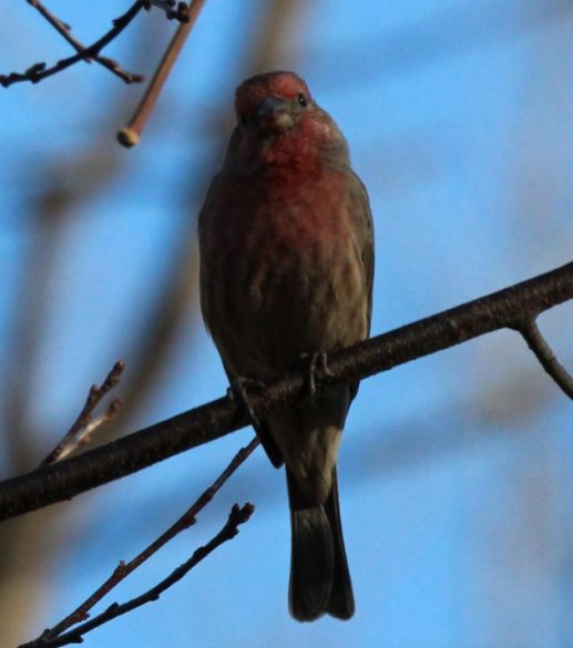 Perched male House Finch showing long, unforked tail