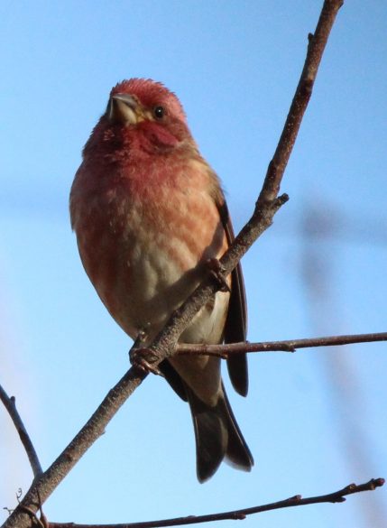 Perched male Purple Finch. Note that the wings extend partway down the short, forked tail