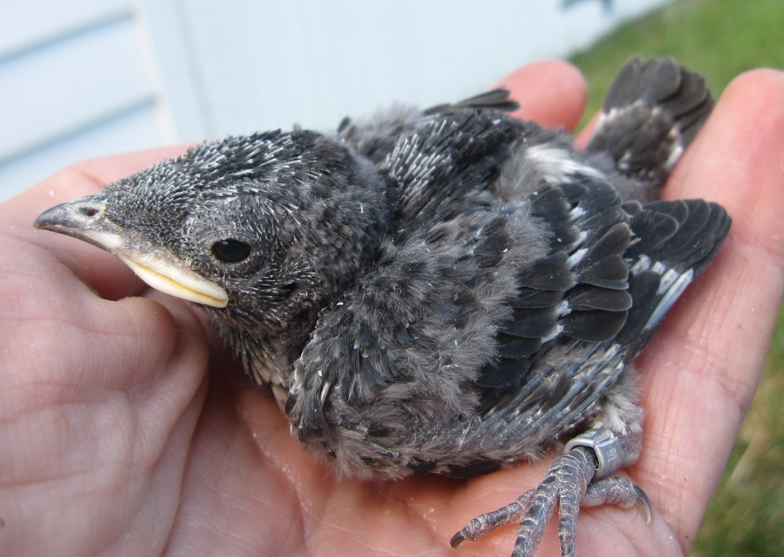 Purple Martin Study: eyes needed! - Delaware Nature Society