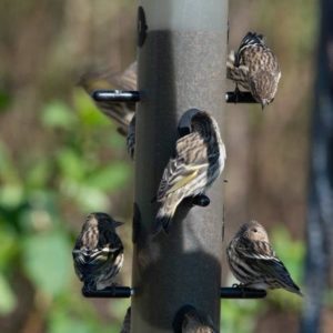 Flock of Siskins at a hanging feeder (Photograph by Hank Davis)
