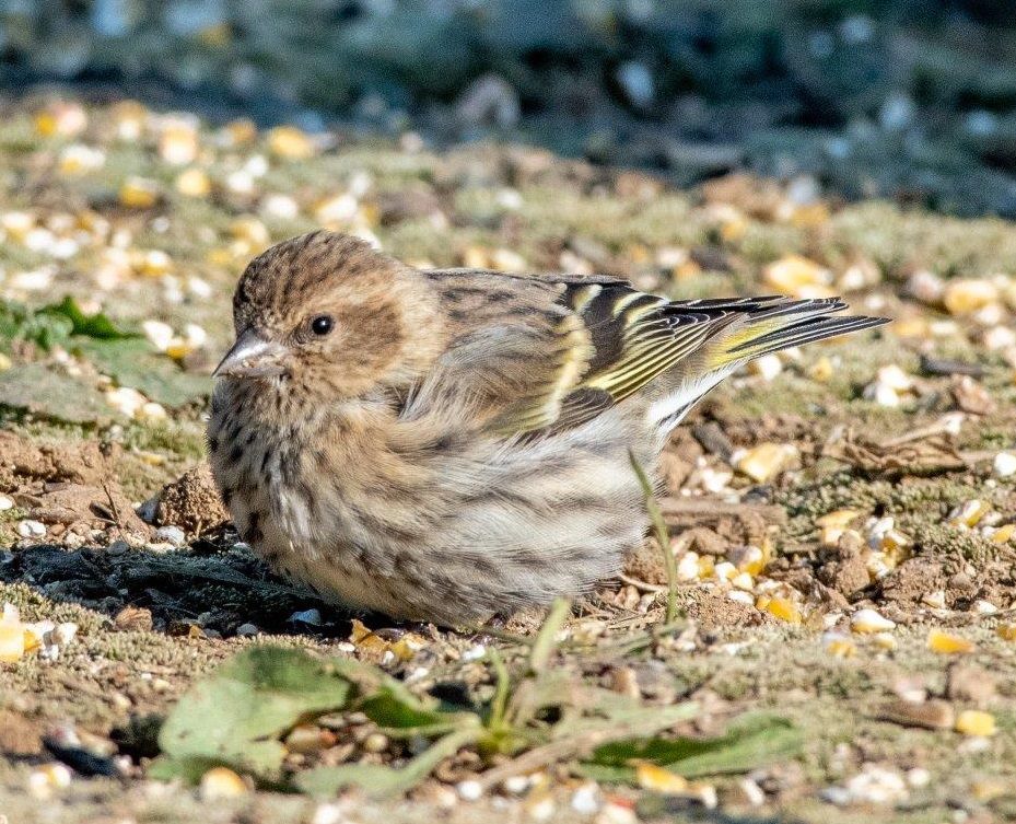 Pine Siskin feeding on ground (Photograph by Hank Davis)
