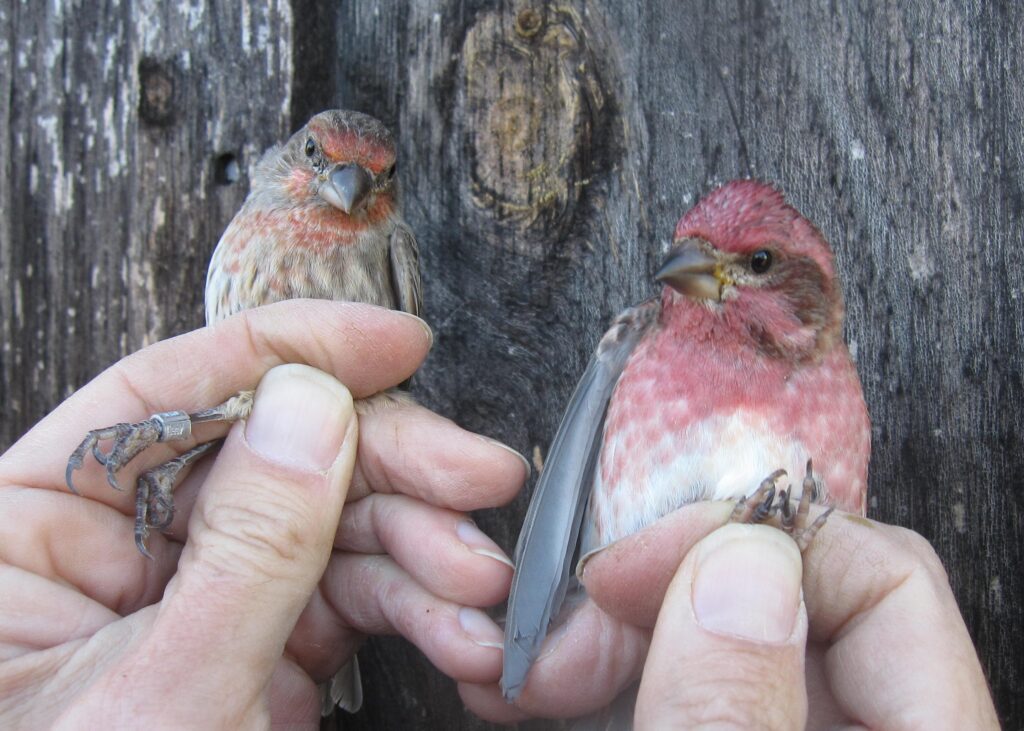 Male House Finch (left) and Purple Finch (right) banded this fall
