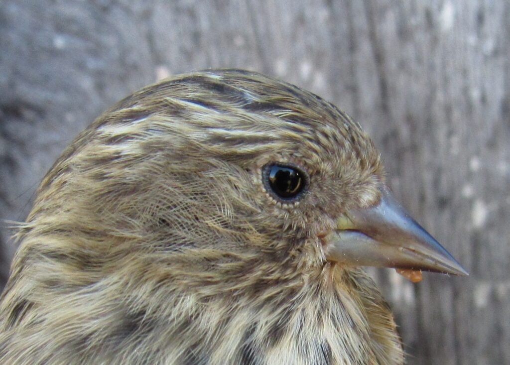 The thin beak of a Pine Siskin
