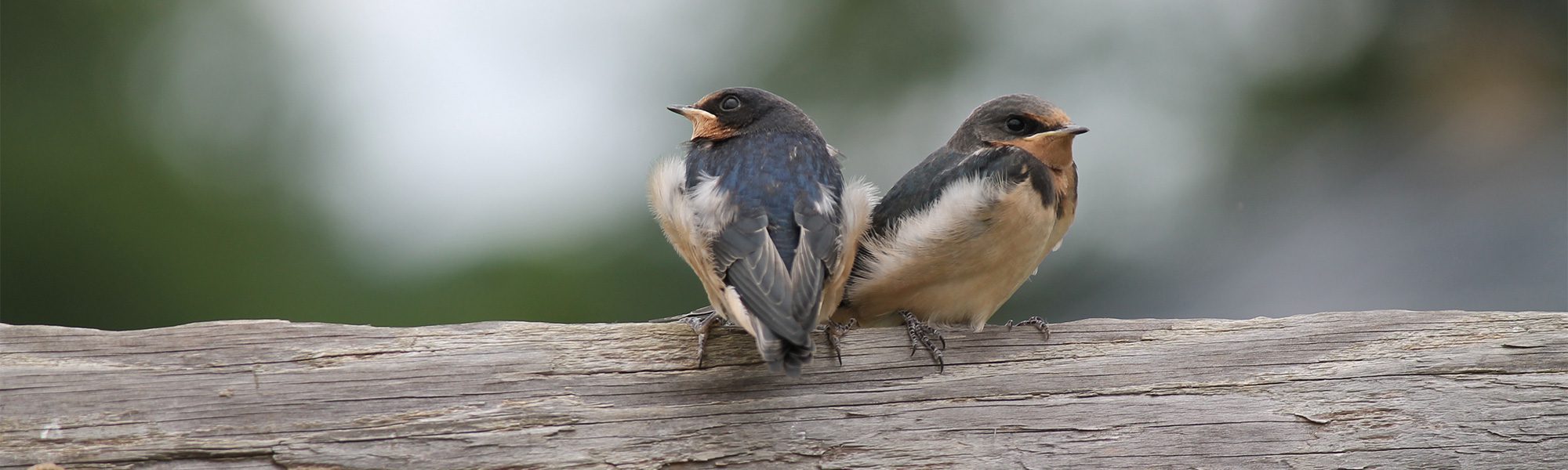Coverdale Farm Preserve of Delaware Nature Society photo 9