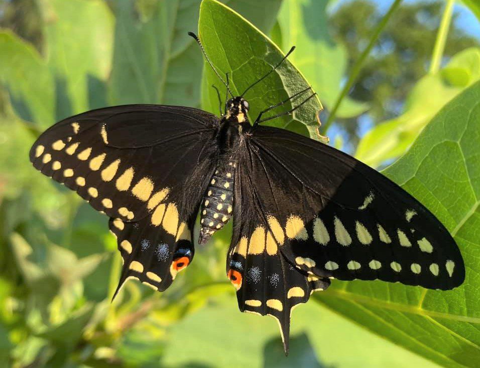 Black Swallowtail Butterfly 
