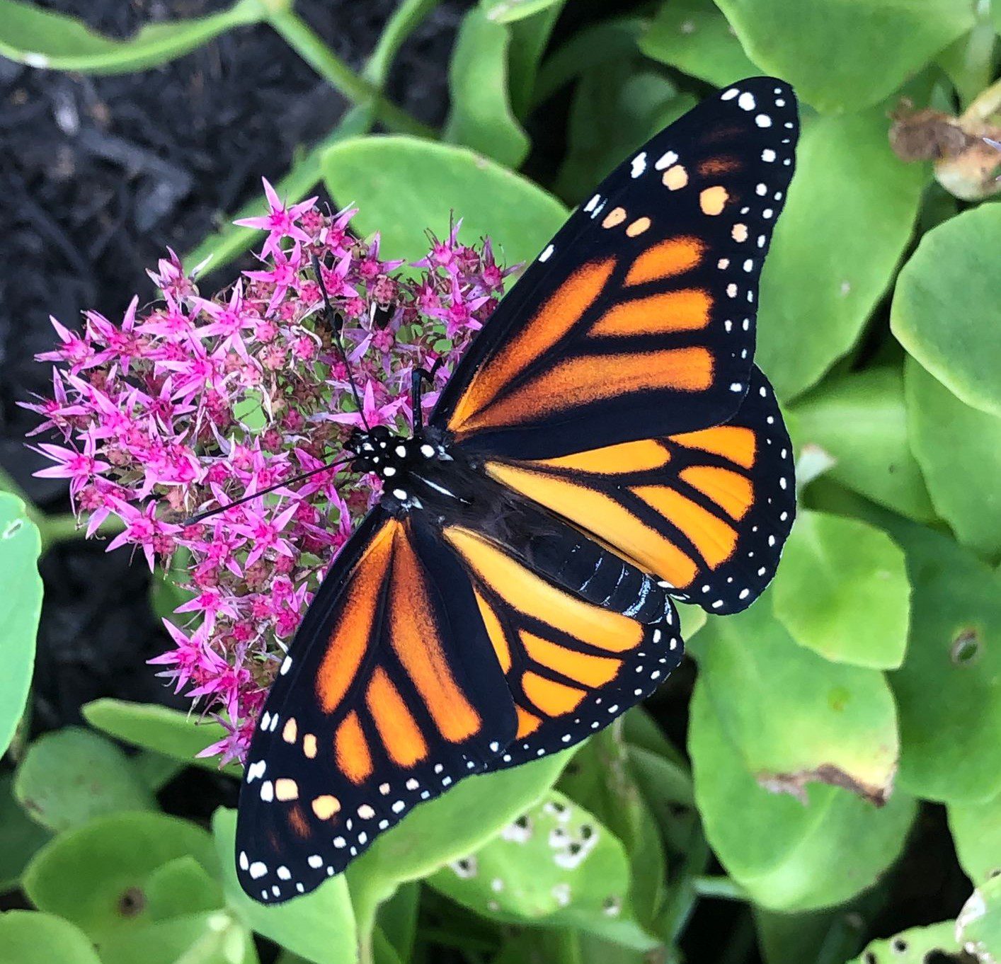 Monarch Butterfly (female)