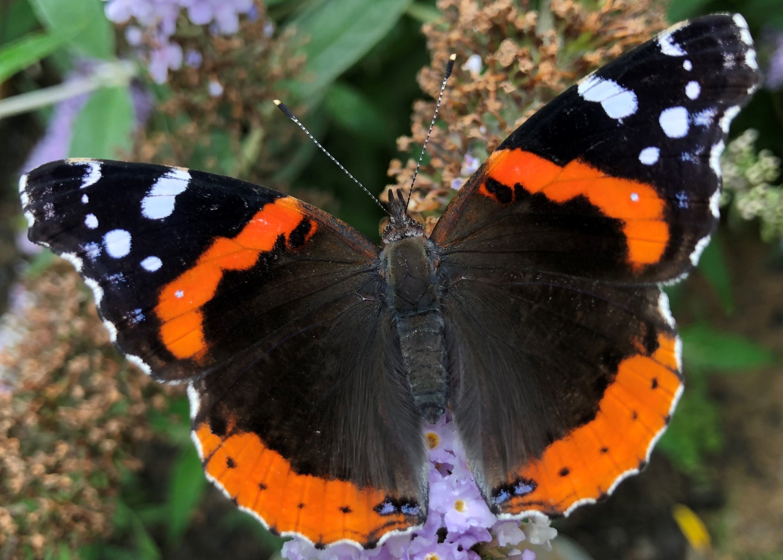 Red Admiral Butterfly